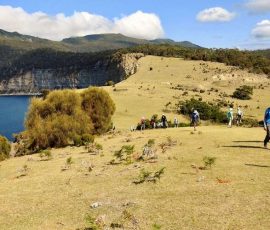 Australia New Zealand & Oceania 16143890 2 41 1126