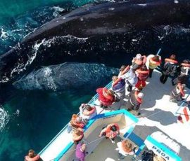 South America 3285 2 28 1119