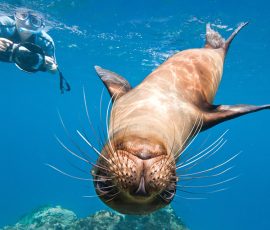 South America ecuador galapagos seal body