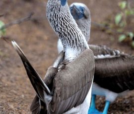 South America galapagos blue footed boobies