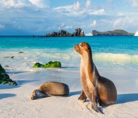 South America galapagosheroimageseal