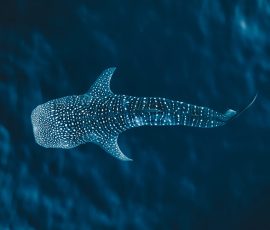 Australia New Zealand & Oceania ningaloo whaleshark australia body (1)