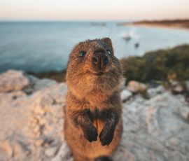 Australia New Zealand & Oceania quokka australia hero