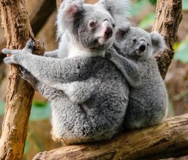 Australia New Zealand & Oceania animals 1852824 1920