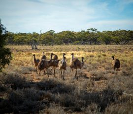 Australia New Zealand & Oceania pexels prashant umakanthan 1528942 19357251