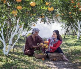 Bridging Cultures Through Enduring Traditions tangerines 5180550 1920
