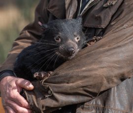 Australia New Zealand & Oceania tasmanian devil 6493384 1920