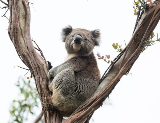 koala 4749060 1280